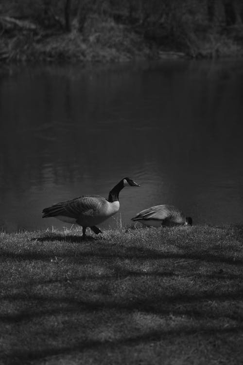 Two geese standing near a body of water