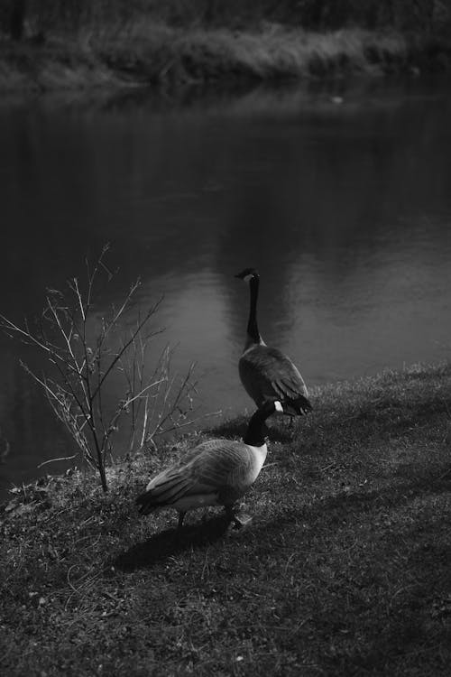 Two geese standing near the water in black and white