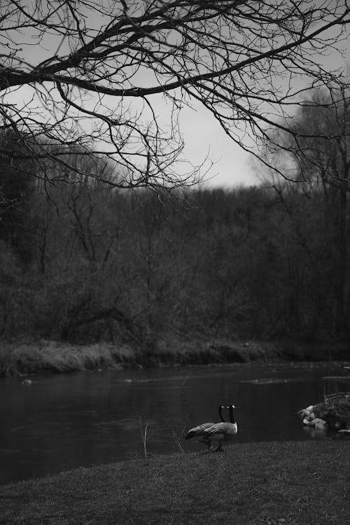 Black and white photo of ducks on the river