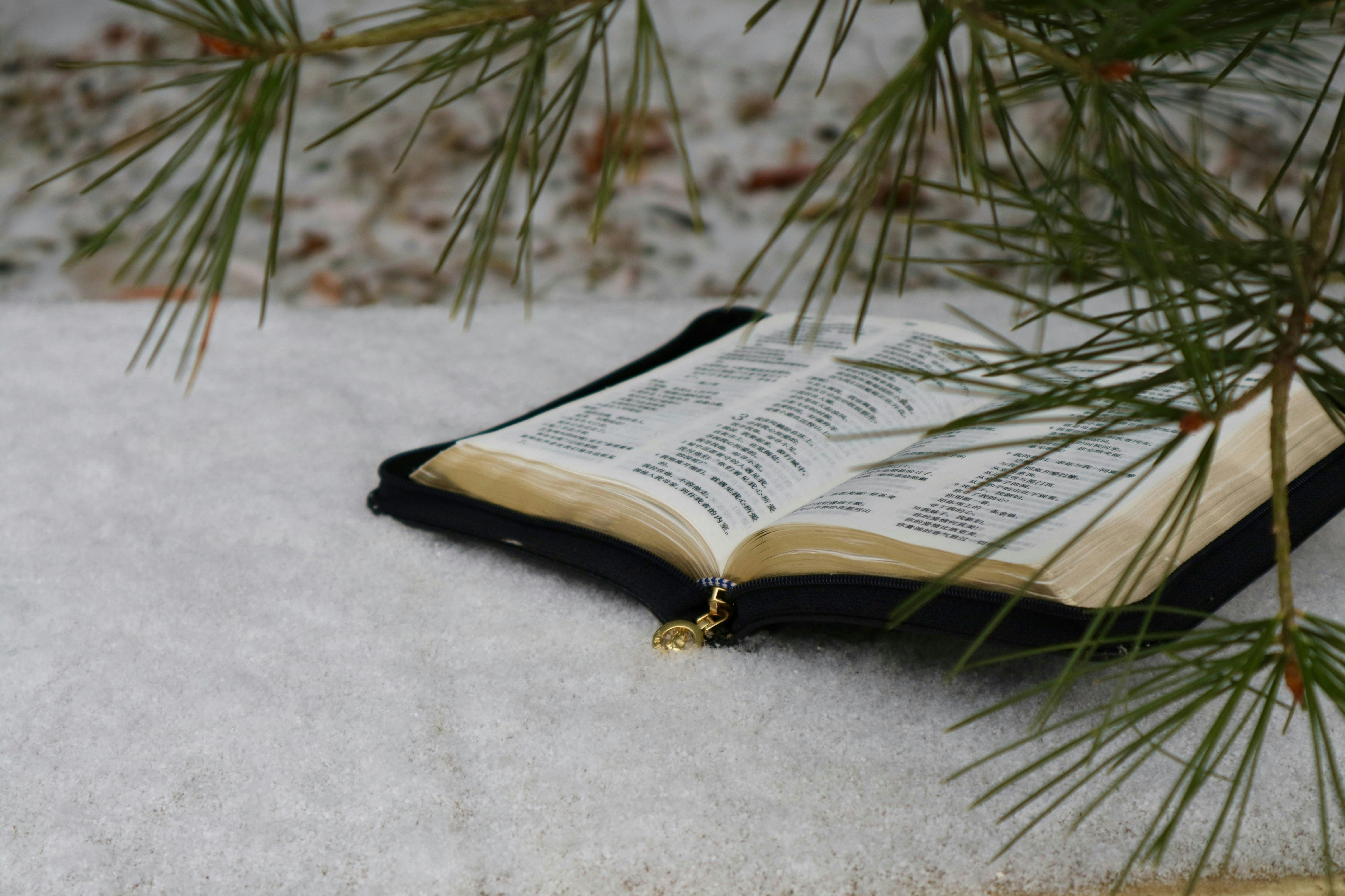 book under evergreen needles in winter