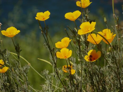 California Poppies Flowers