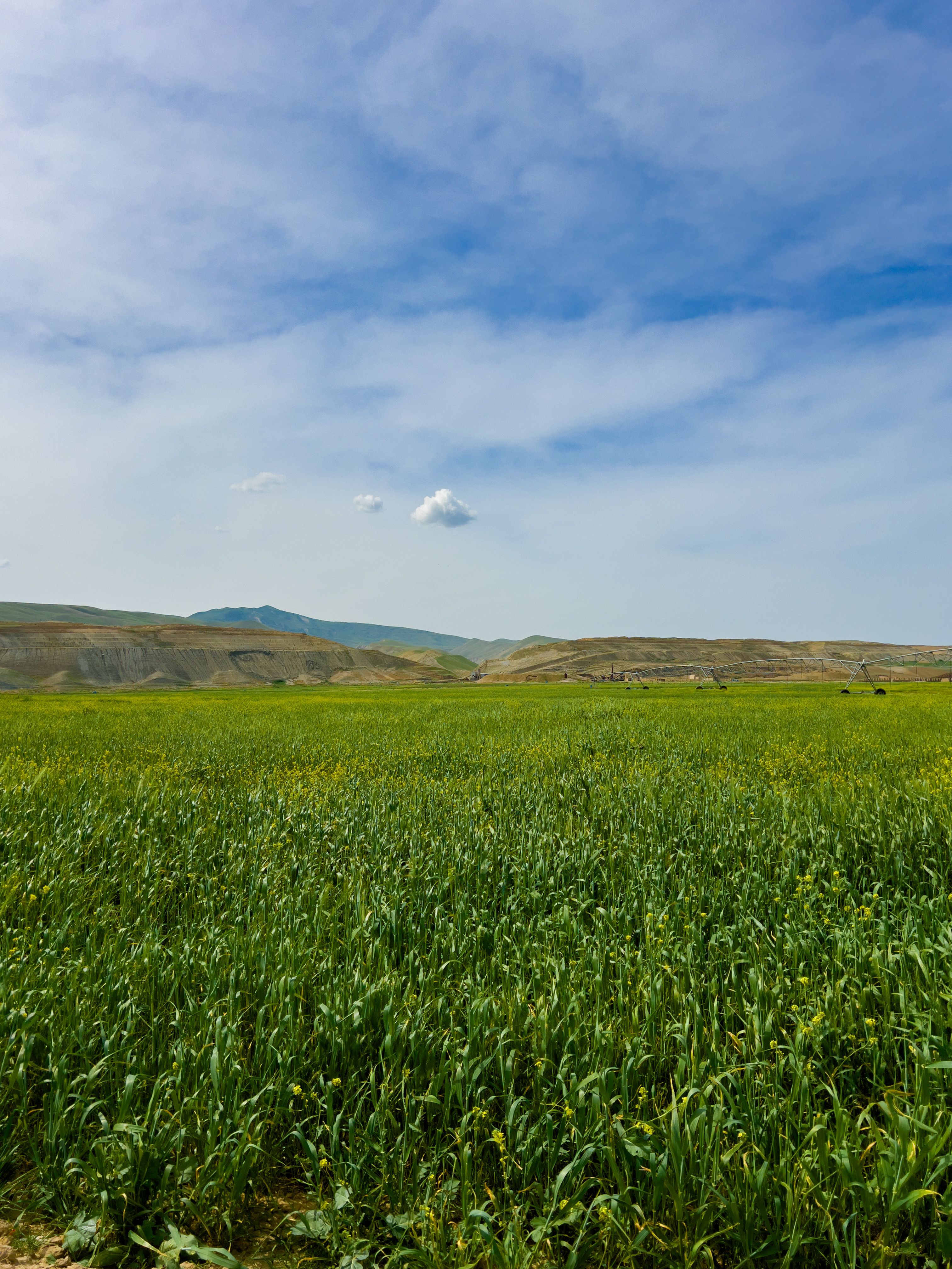 Rural Field in Countryside · Free Stock Photo