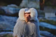 Selective Focus Photo of Gray and Brown Primate
