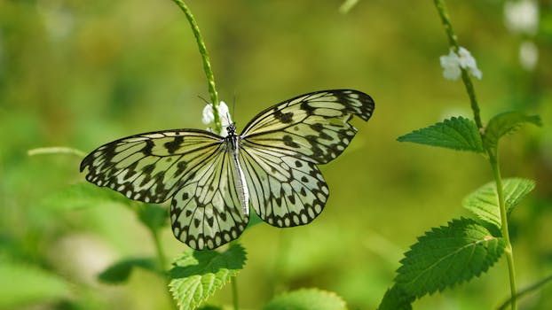 Oranjestad, Aruba photo 8