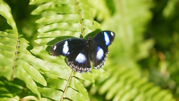 Oranjestad, Aruba photo 13