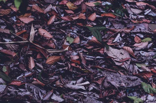 마른 나뭇잎, 자연의 아름다움, 자주색 배경의 무료 스톡 사진