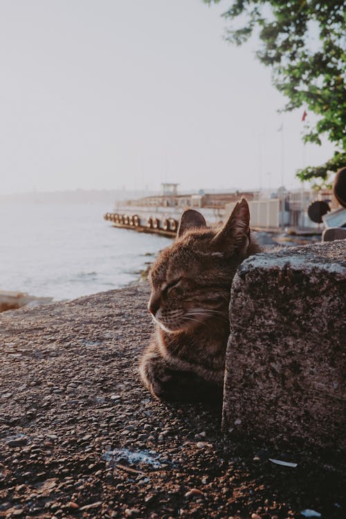 ネコ, ビーチ, 人の無料の写真素材