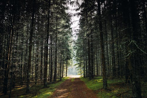 Brown Dirt Road Lined With Trees