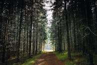 在立陶宛，探索乌特诺斯阿普斯克森林小径的宁静之美