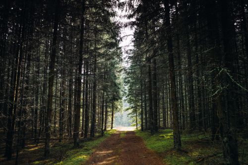 Free Discover the serene beauty of a forest pathway in Utenos apskr. Lithuania. Stock Photo