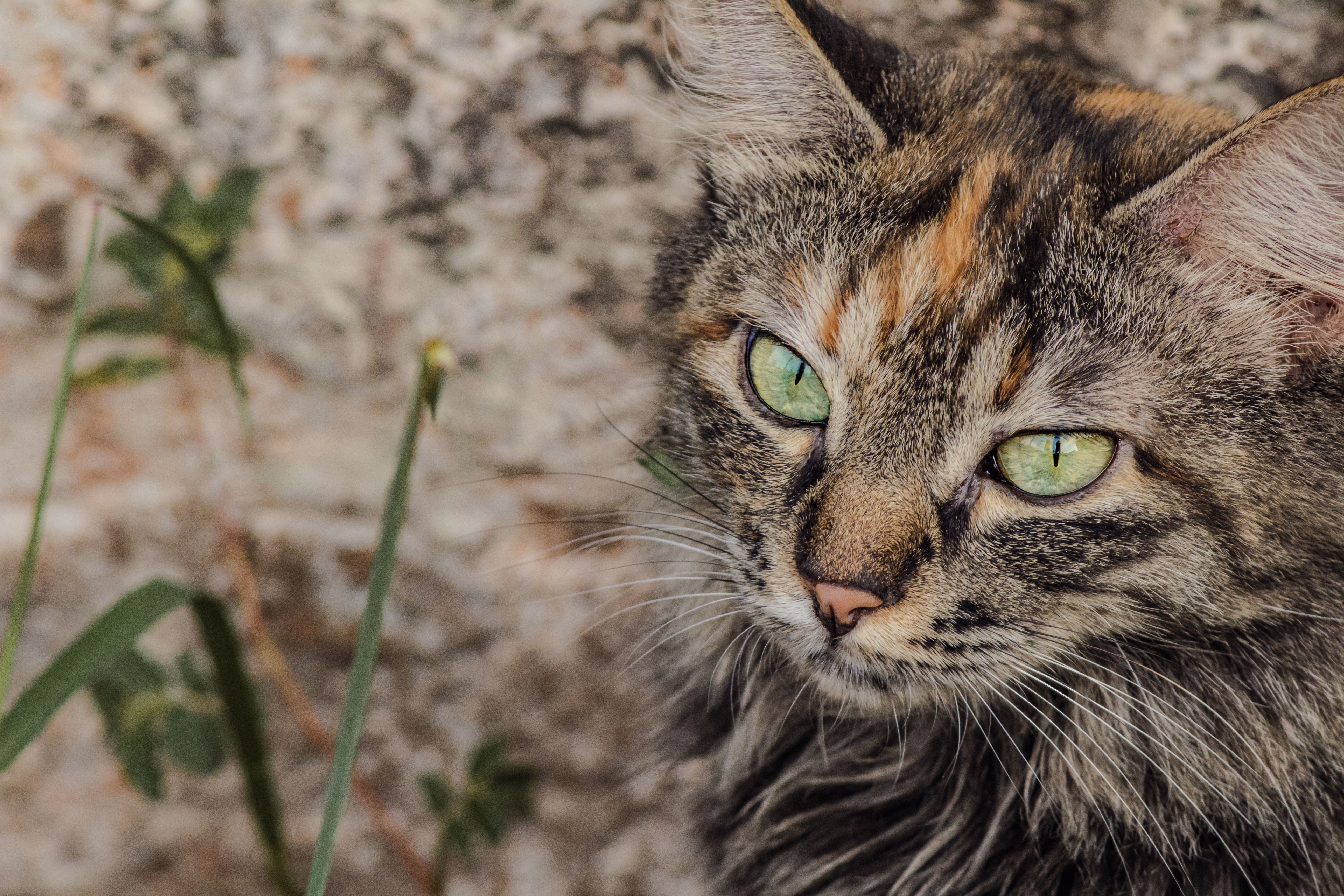 Closeup of a Striped Cat with Green Eyes · Free Stock Photo