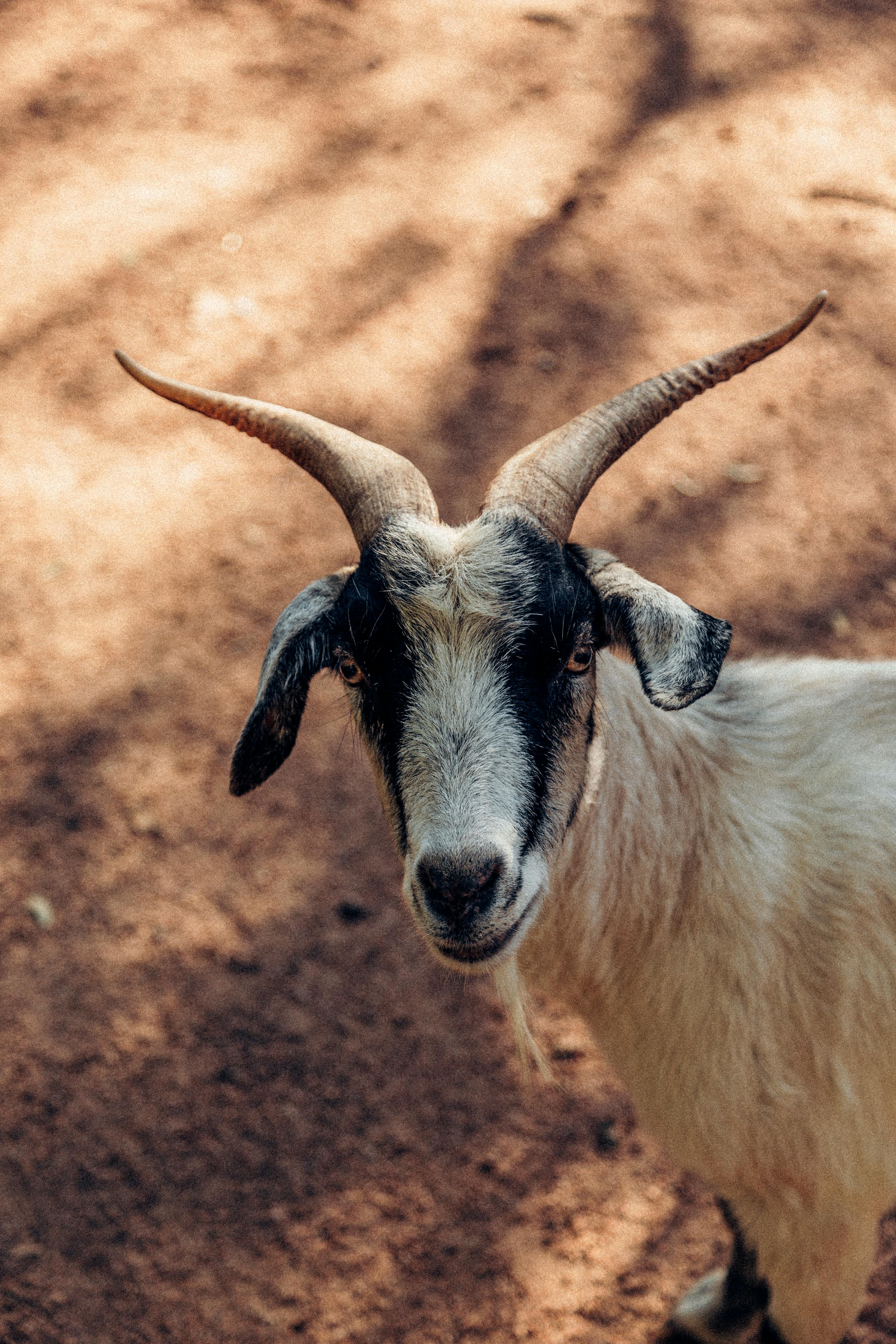 Gratuit Photos gratuites de agriculture, anatomie animale, angle avant Photos