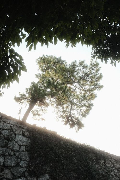 Free A tree stands gracefully against a bright sky and stone wall, framed by leaves. Stock Photo