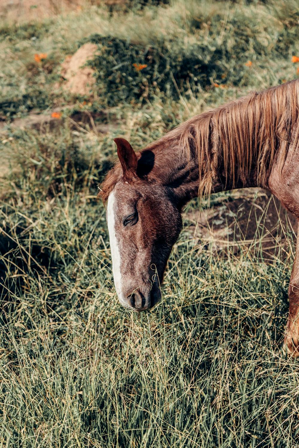Foto profissional gratuita de 3x4, agricultura, animais selvagens ...