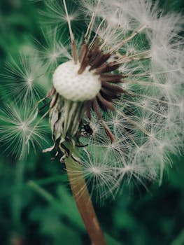 郁郁葱葱的绿色花园中，蚯蚓的宏观镜头拍摄了种子即将散开的瞬间