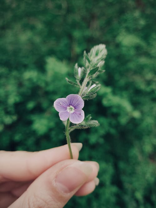 Free Person Holding Purple Flower Stock Photo