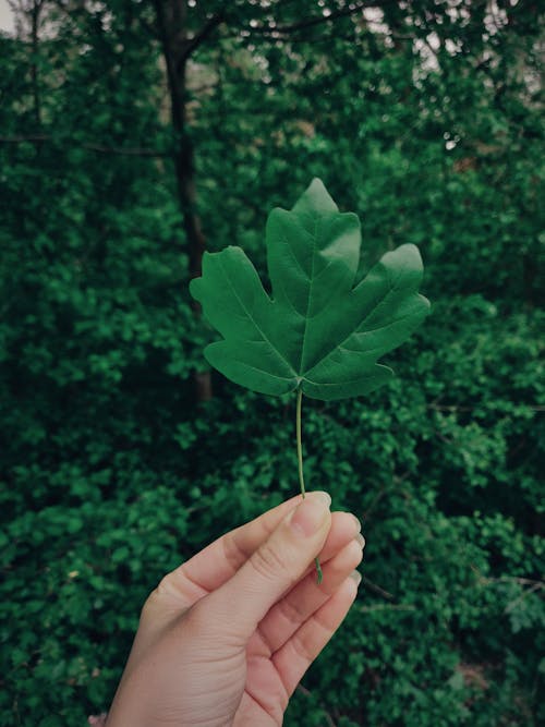 Imagine de stoc gratuită din frunză, mână, verde