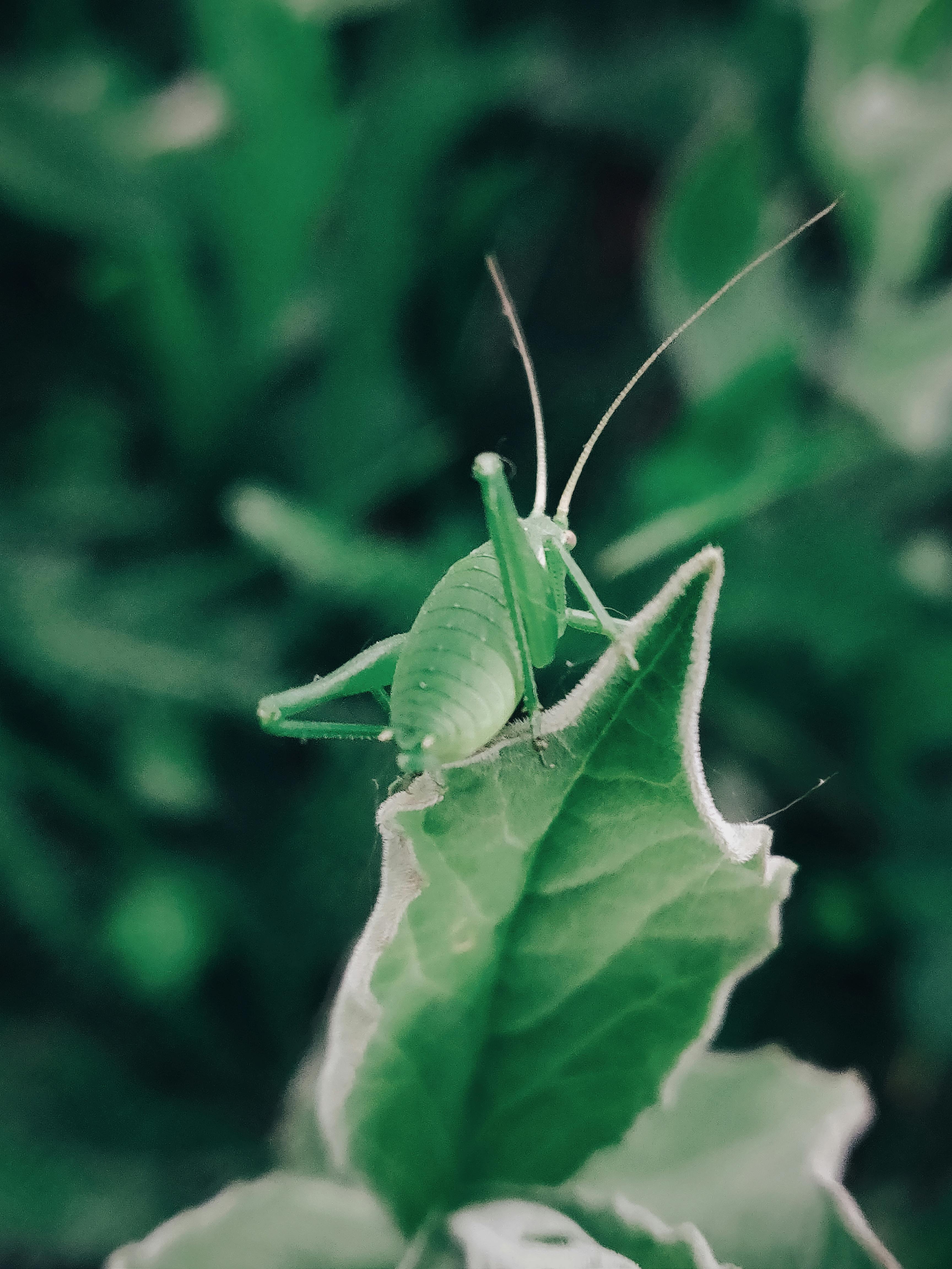 这张宏观照片捕捉了一只绿色蚱蜢栖息在树叶上的细节，凸显了昆虫生活的自然美与复杂性