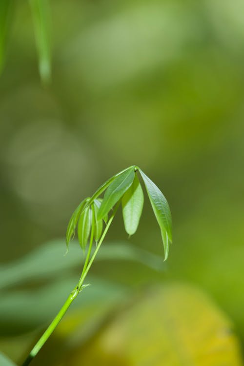 Foto stok gratis berbayang, daun, di luar rumah