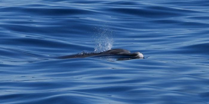 A dolphin gracefully emerges from the ocean surface, creating ripples in the sunlight.