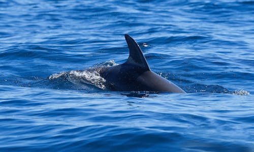 Foto profissional grátis de água, baleia, barbatana