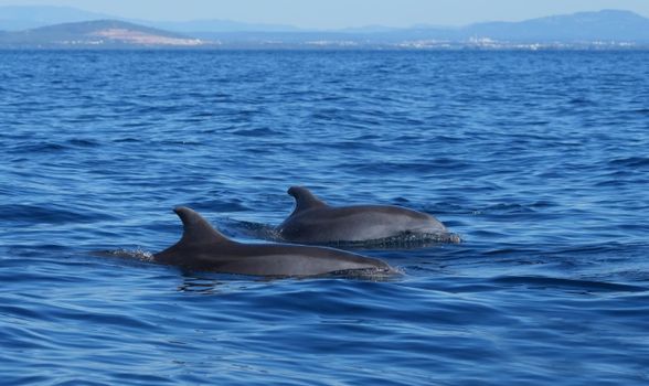 dolphin photo