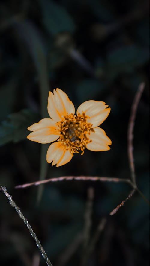 Foto stok gratis bunga kuning