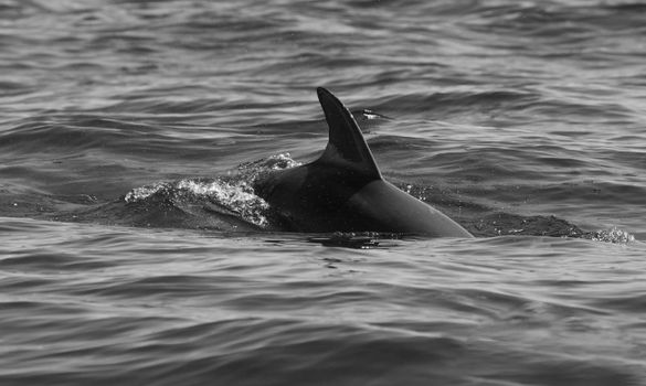 A dolphin fin gracefully pierces the ocean surface in this striking black and white photograph.