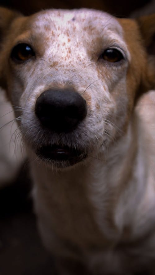 Δωρεάν στοκ φωτογραφιών με αυτος που αγαπει τα σκυλια