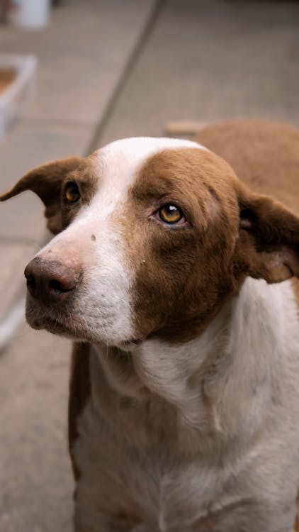 Foto stok gratis anak anjing, anjing, awas