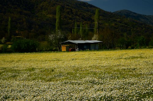 4k, barberton papatya, basamak içeren Ücretsiz stok fotoğraf