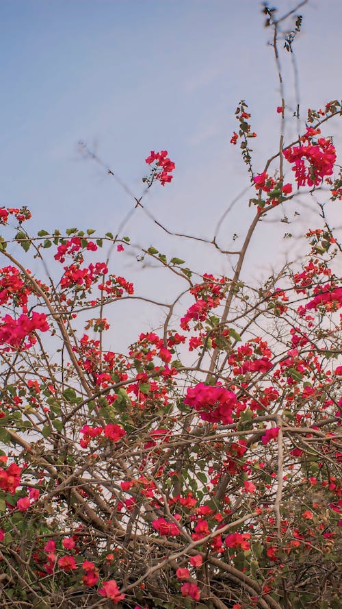 Immagine gratuita di albero in fiore, bougainvillea, colore