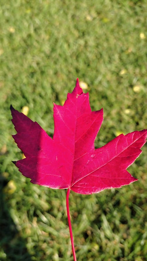 Immagine gratuita di albero d'autunno, foglie cadute