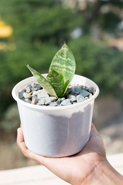 бесплатная Лицо, занимающее зеленые растения Стоковое фото