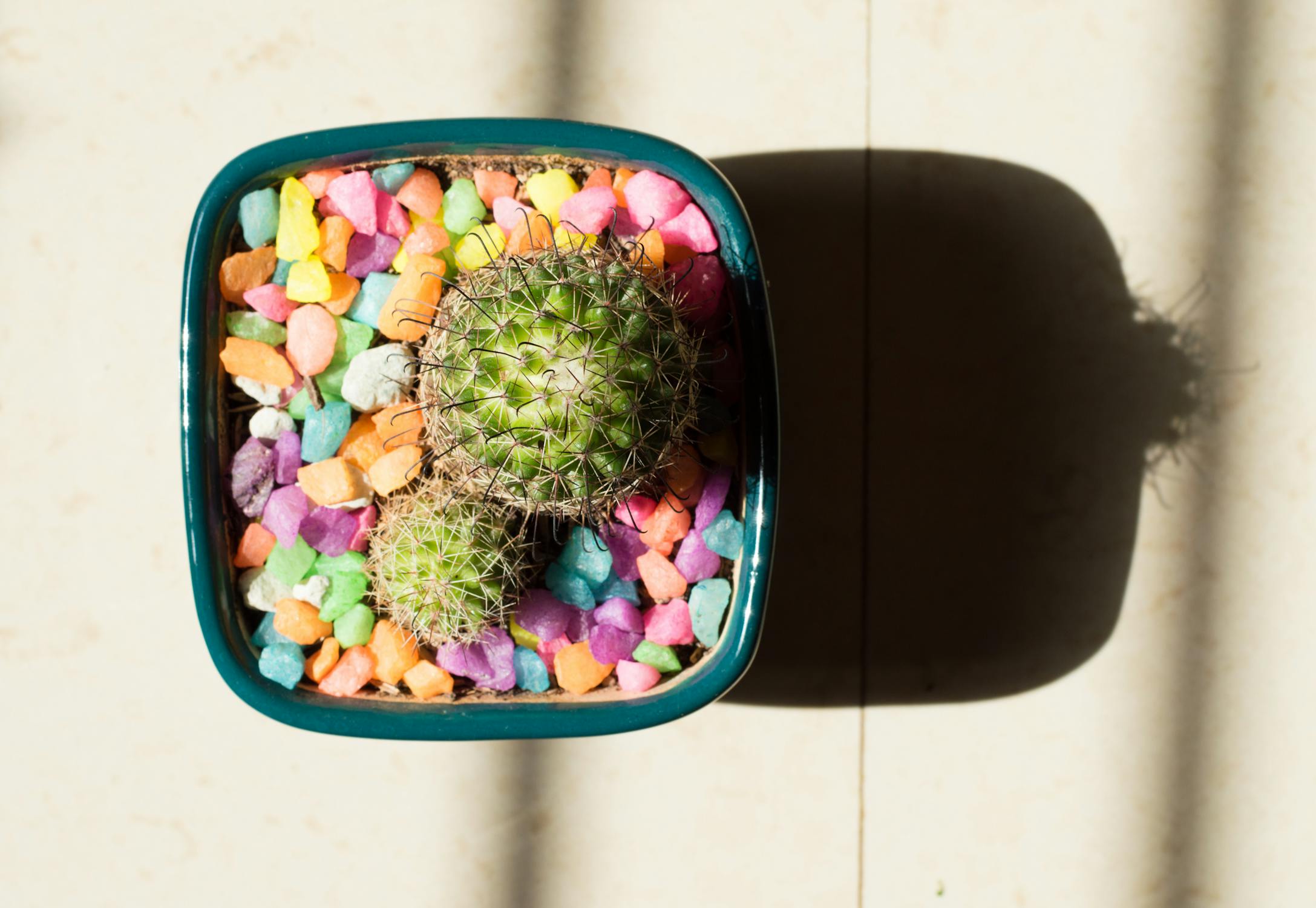 Cactus in pot with colorful stones