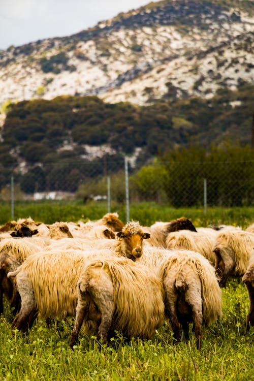 Free Shallow Focus Photo of Herd of Sheep on Grass Field Stock Photo