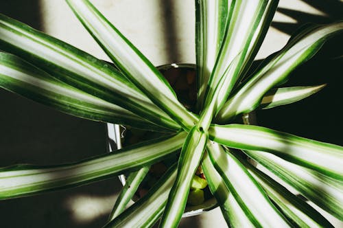 Dracaena Fabrikasının Yakın çekim Fotoğrafçılığı