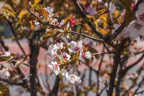 Free White and Maroon Flowered Tree in Bloom Stock Photo