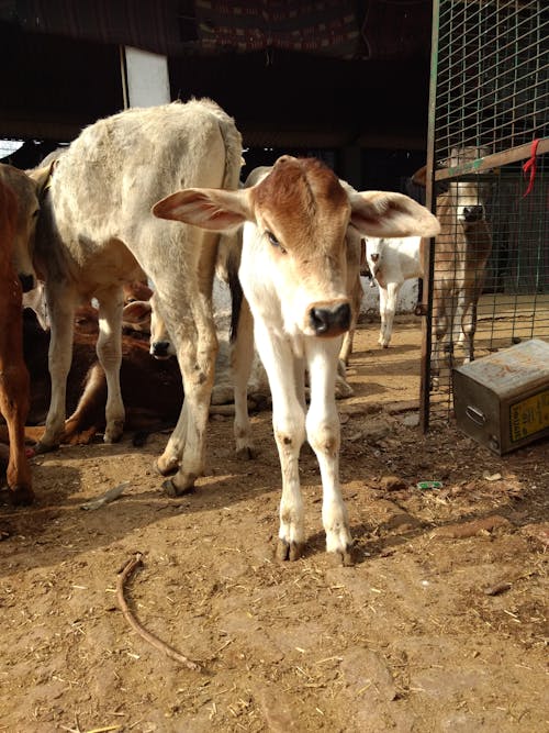 Free stock photo of calf, cow, india