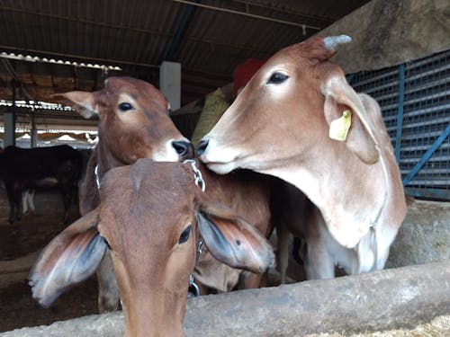 Free stock photo of calf, cow, india