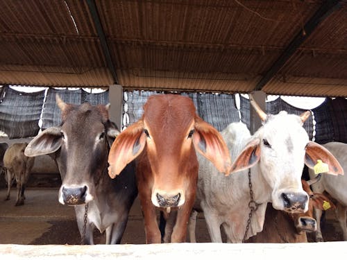 Free stock photo of calf, cow, india