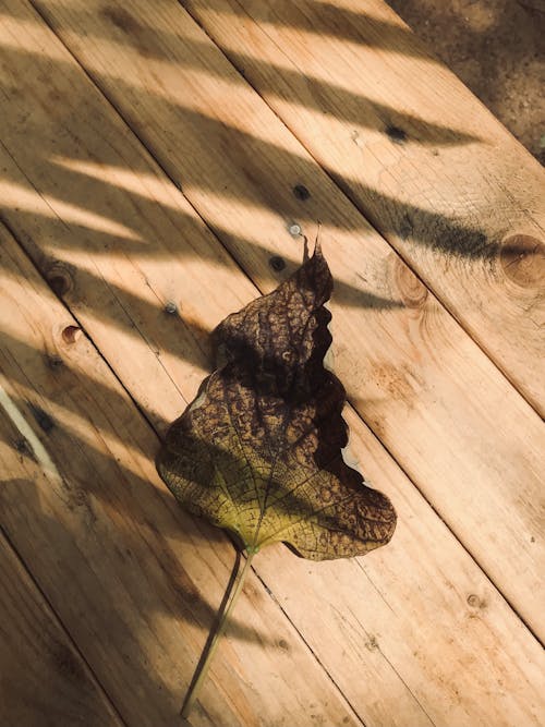 A leaf on a wooden floor with shadows