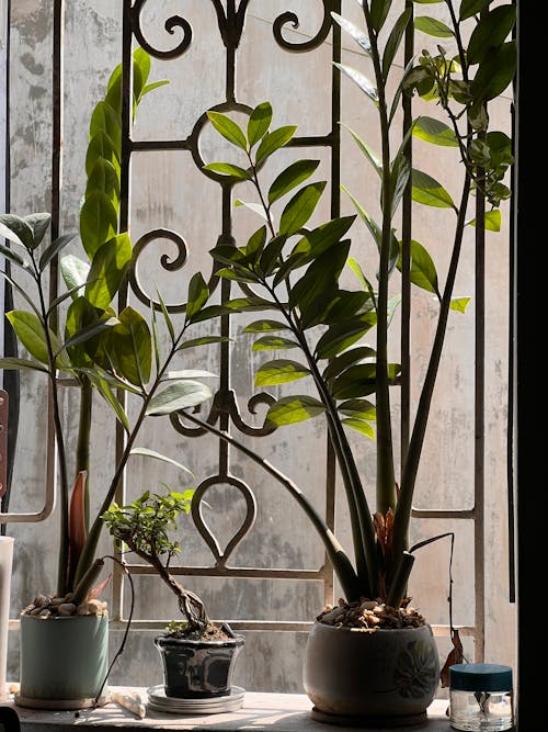 A window sill with plants in pots on it