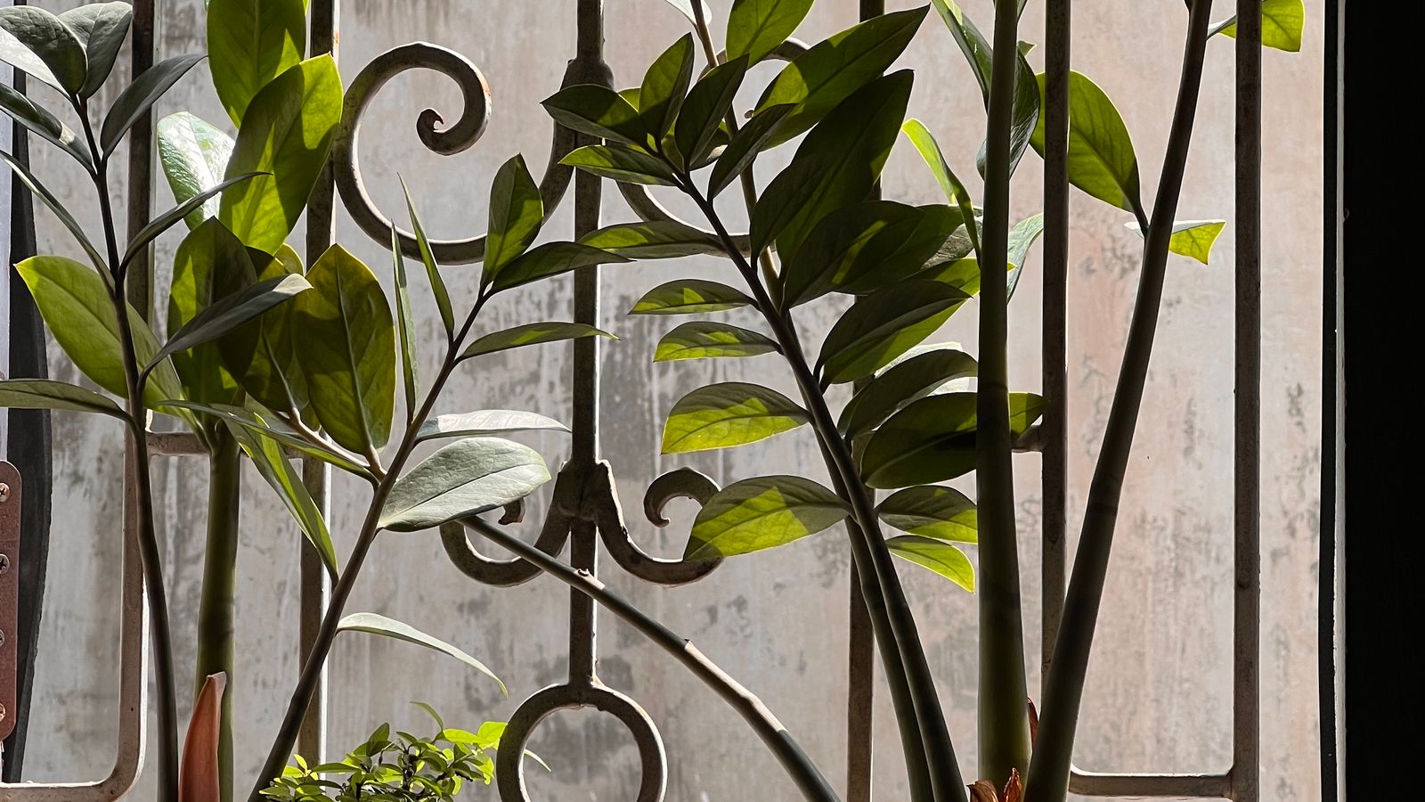 Plantas junto a uma janela com luz natural.