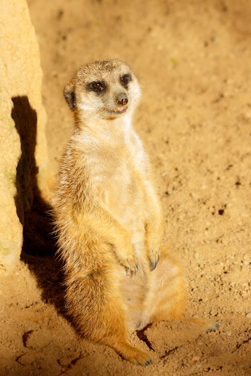 Foto profissional grátis de alerta, animais selvagens, animal