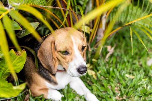 Beagle Puppy on Green Grass