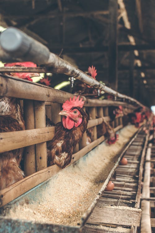 Group of Hen Inside Cage