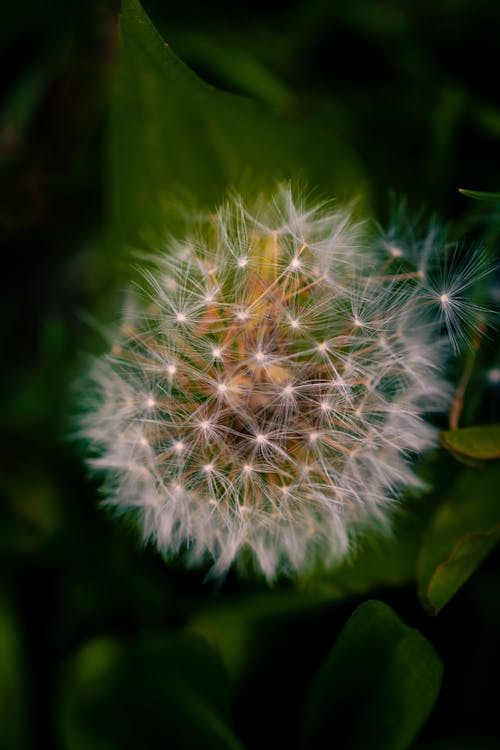 macro close up photography of a beautiful dandelion