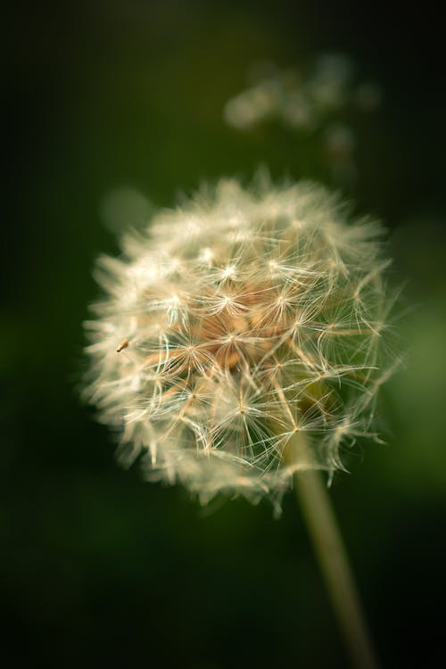 dandelion macro photography 