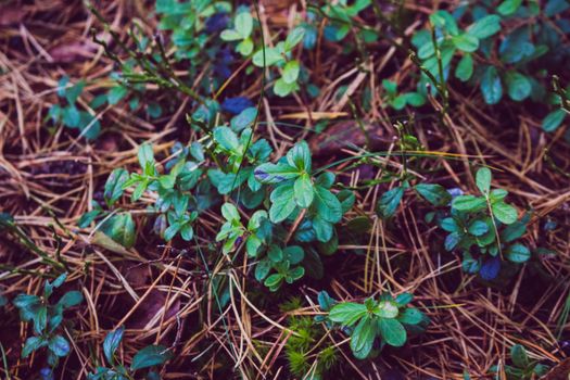 Vibrant green plants growing among brown twigs and leaves in a forest setting.